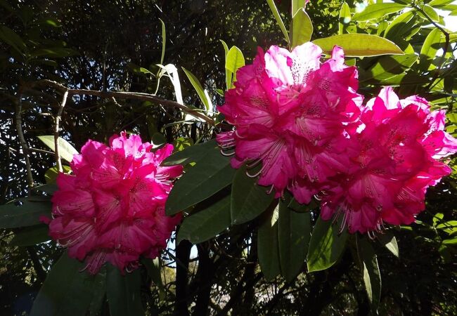 荒井城址公園の石楠花（シャクナゲ）と枝垂れ桜