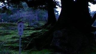 立札便りの虎石