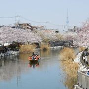 新川沿いに桜並木