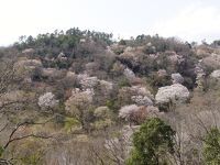 黒川 桜の森