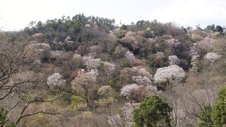 黒川 桜の森