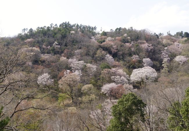 黒川 桜の森