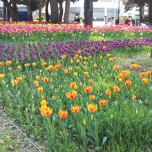 横浜公園のチューリップ