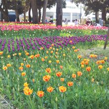 横浜公園のチューリップ