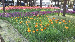 春の横浜公園のチューリップ2020