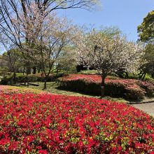 つつじと桜