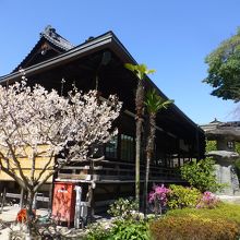 櫛田会館とサクランボの花
