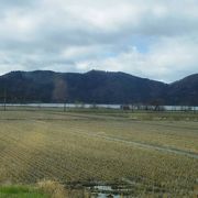 余呉湖桜あわず