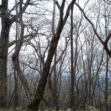 八溝山山頂付近の雑木林の風景