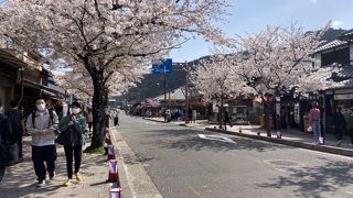 桜満開の春の嵐山