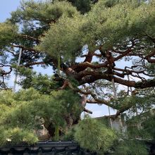 折鶴の松
