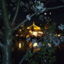 不忍池弁天堂と夜桜