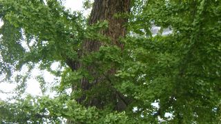 大変立派で見ごたえがあるイチョウ