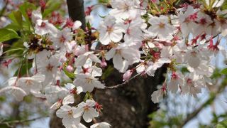 桜はだいぶ散っています、エキスポシティは休みになっています