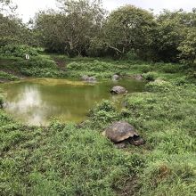 池の周りにはゾウガメが集まっています
