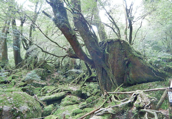 もののけ姫の森 苔むす森 クチコミ アクセス 営業時間 屋久島 フォートラベル