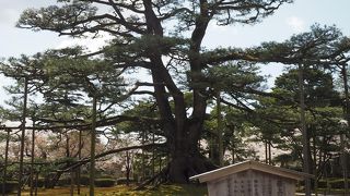 根っこが見える