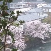 早川の桜、満開でした。