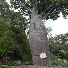 …一風変わった植物が間近に見られます。