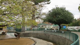 ライオンや虎といった肉食獣ではなく、ヤギなど草食の動物を中心に飼育されていました。