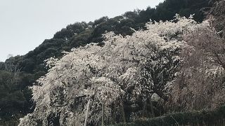 奥山田のしだれ桜