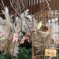 ロビー内の可愛い小鳥