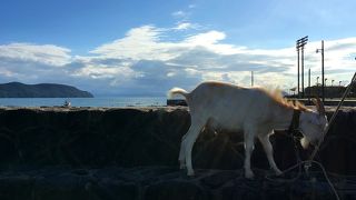 訪問時はヤギが居ました。