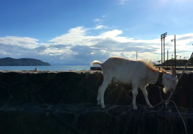 訪問時はヤギが居ました。