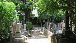 都内随一の大クスノキ