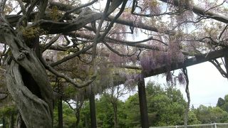 藤棚はだいぶ元気になってきた