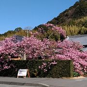 見ごたえのある桜