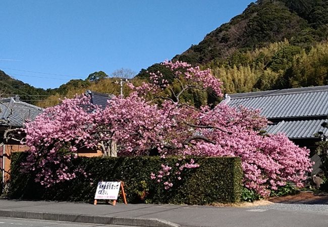 見ごたえのある桜