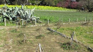 ボタンの見頃は４月末頃なのよ