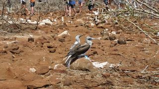 ノース セイモア島