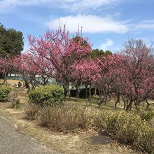 ３月なので花が綺麗に咲いていました。