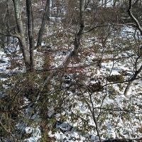 シングルルームからは裏山の木しか見えません。