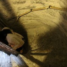 上り下りはこんな感じの螺旋階段です・・・。