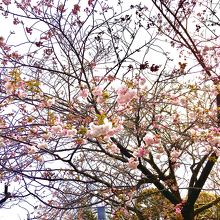 丁度竹橋駅出口のところに咲いていた八重桜