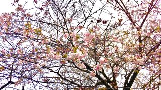 遅咲きの八重桜がありました