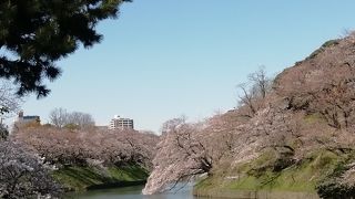 お花見