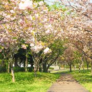 八重桜も見応えあります