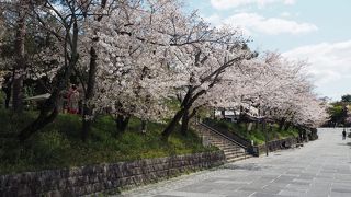 東側は桜並木が続いている