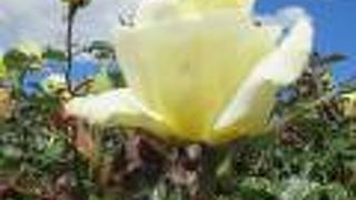 ウールマーズエステイト