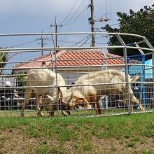 山羊同士がツノを突き合わせる様は迫力十分