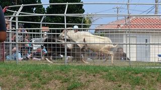 多良間島ピンダアース大会