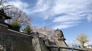 さくらの名所です、特に正門の赤い橋からみる高島城とさくらのコラボは最高でした。