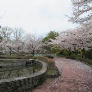 佐野駅直結の桜の名所