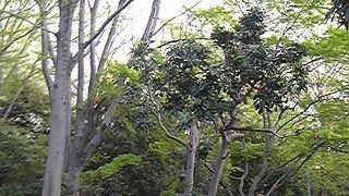 いくらか人出がありました