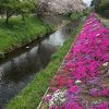 渋田川河畔芝桜