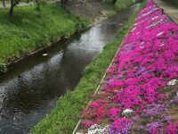 渋田川河畔芝桜